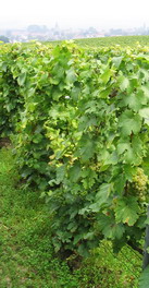  Vendange 2006 harvest champagne